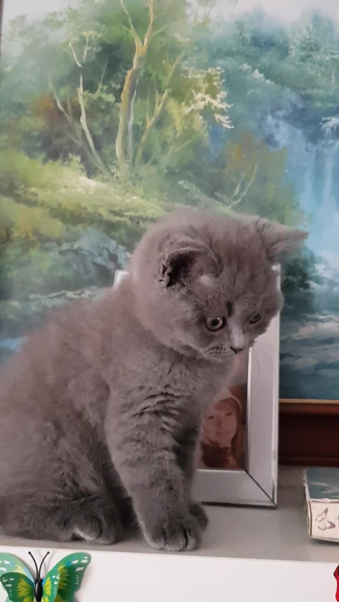 British Shorthair cats for sale:  beautiful boy and very active  - Video 1