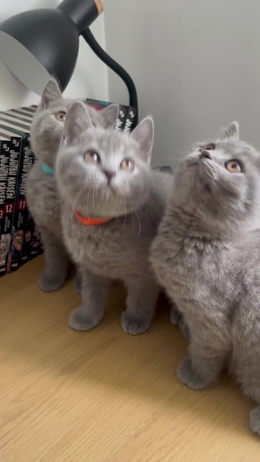 British Shorthair cats for sale: •Blue BSH Kittens – Ready Now . Last kitten left  - Video 1