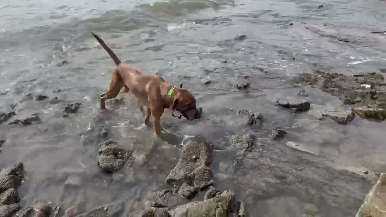 Labrador Retriever dogs for stud: Fox Red Lab for Stud in Troon - Video 1