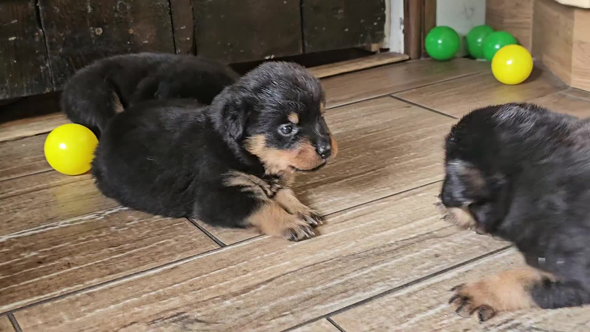 Rottweiler dogs for sale: Strong working line Rottweiler pups for sale in Dartford - Video 3