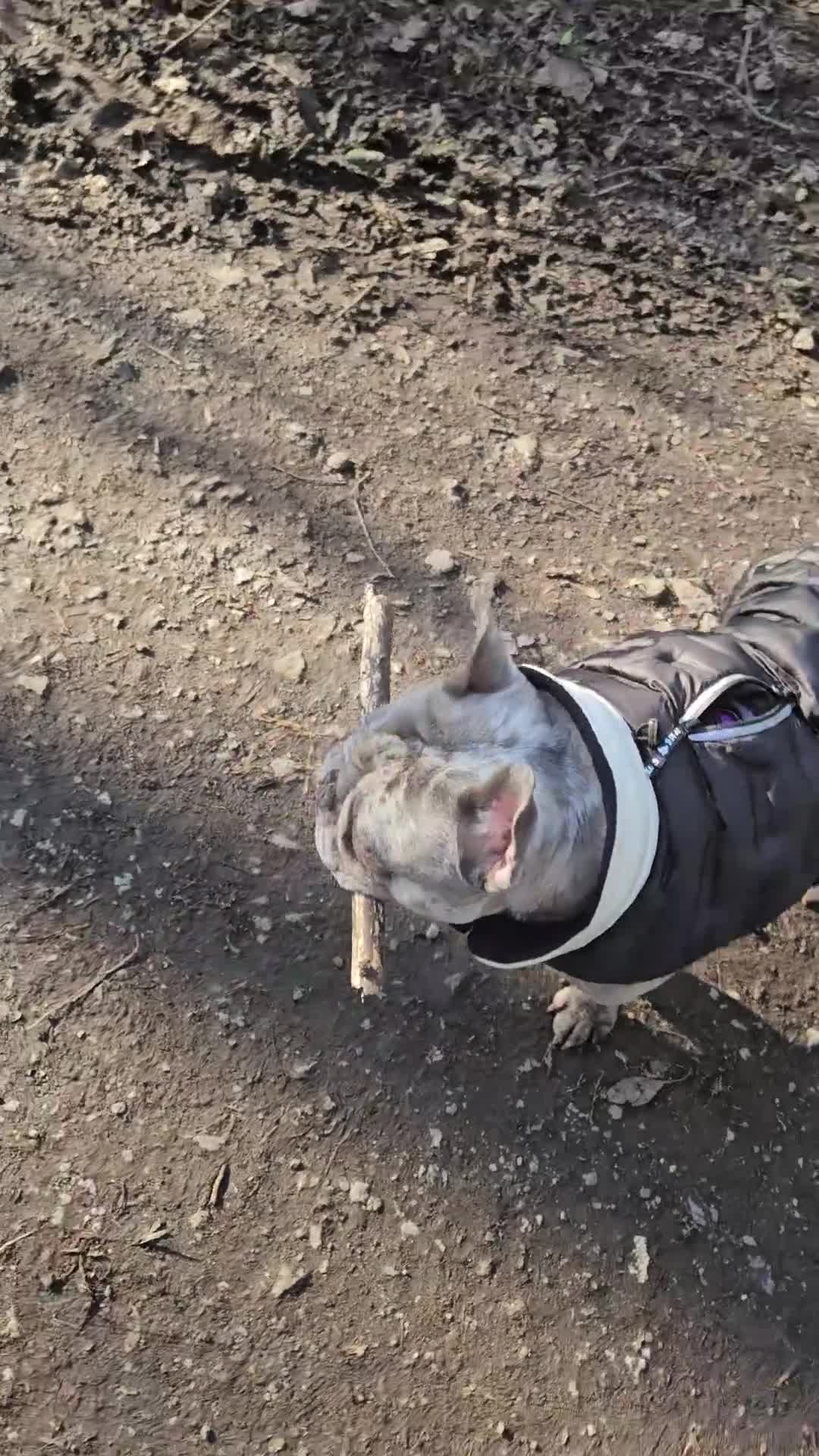 French Bulldog dogs for stud: 19 month old French bulldog for stud. in Stockport - Video 2