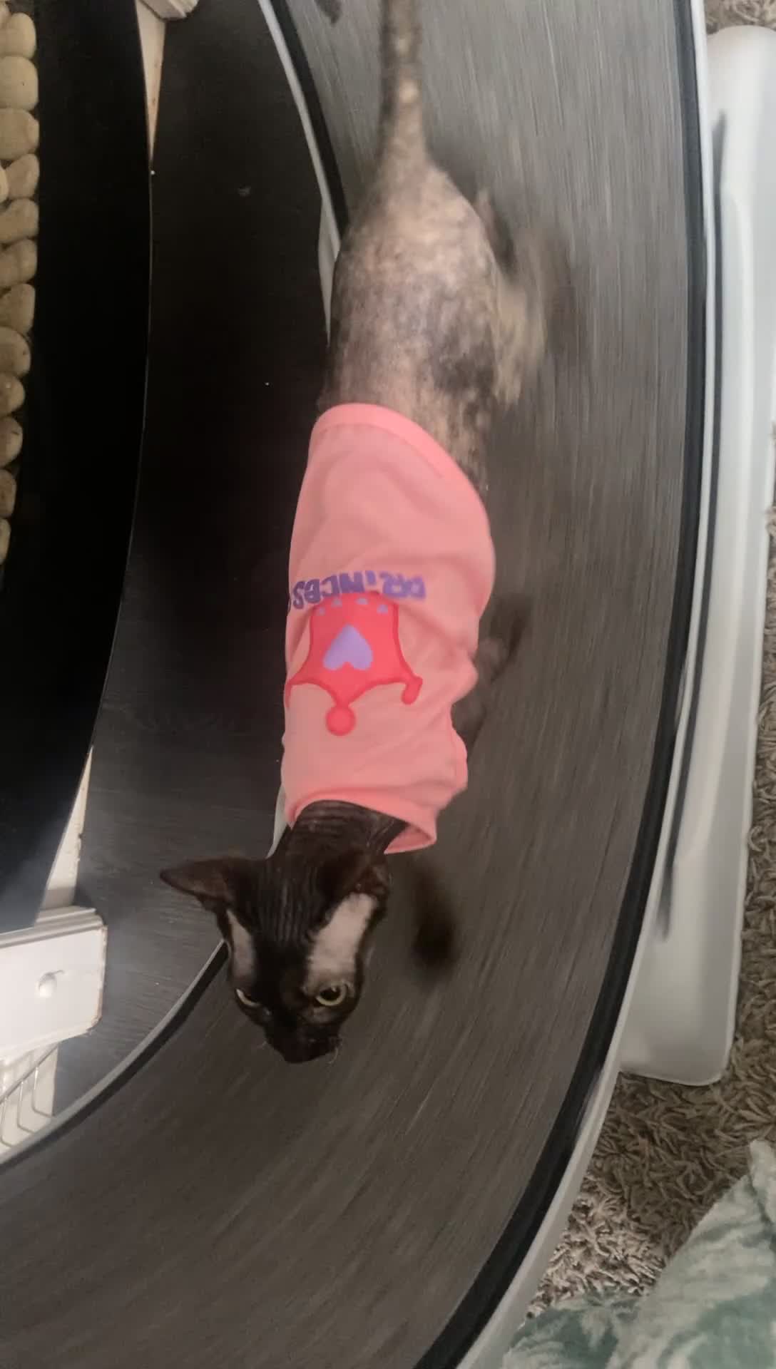 Sphynx cats for sale: Beautiful 1-Year-Old Tortoiseshell Sphynx - Video 2