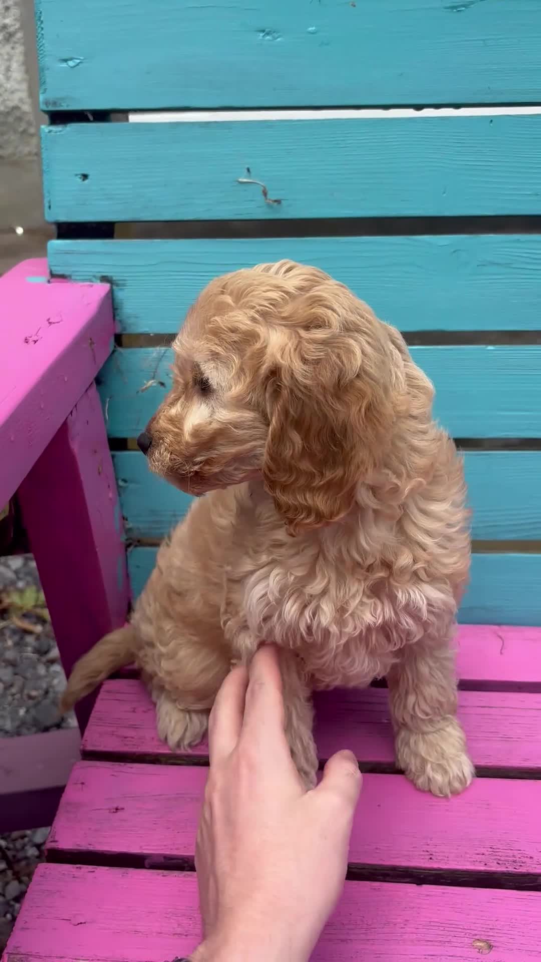 Cockapoo dogs for sale: Gorgeous litter of cockapoo puppies for sale  - Video 1