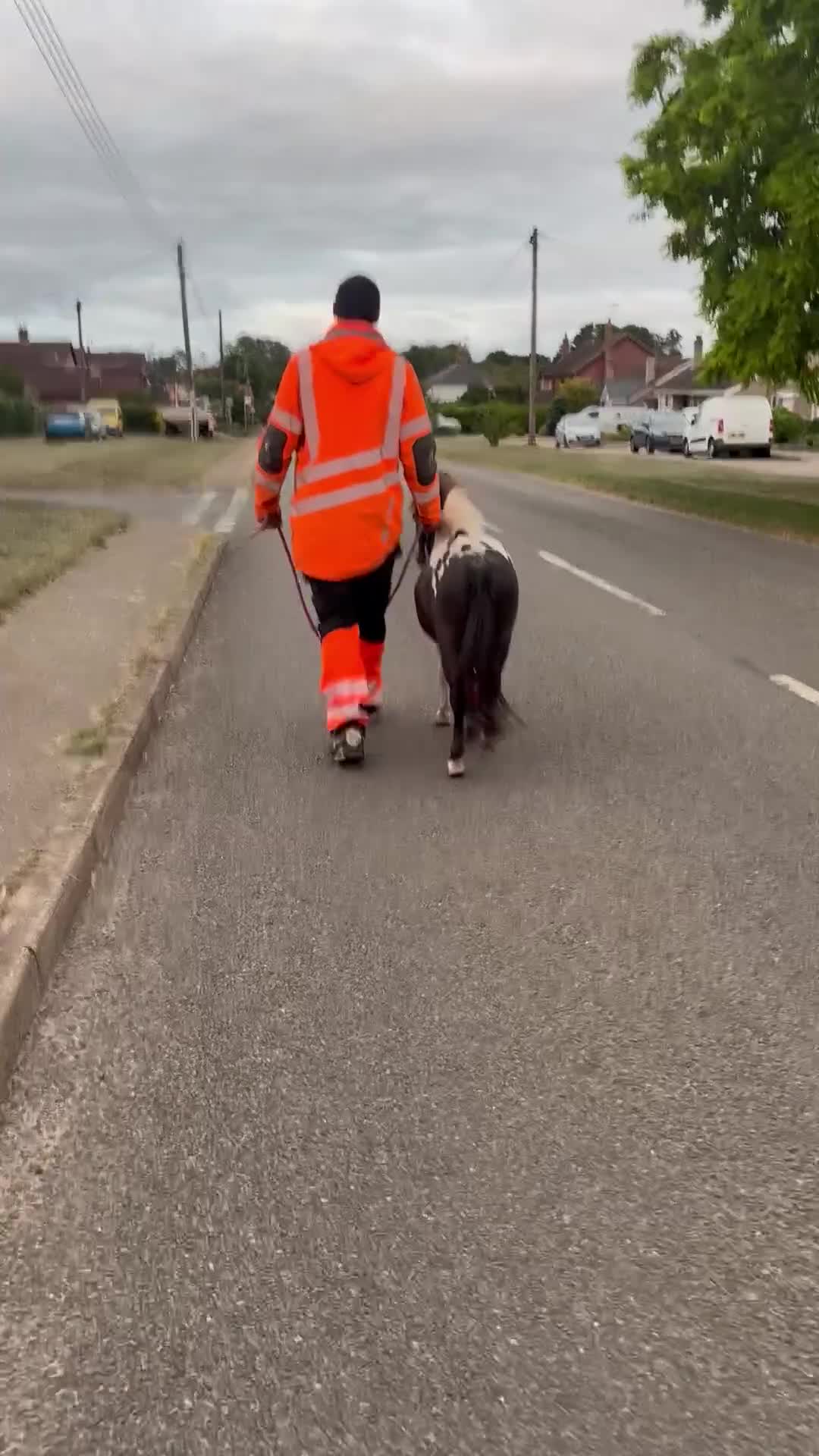 Shetland pony horses for sale: Shetland colt  - Video 2