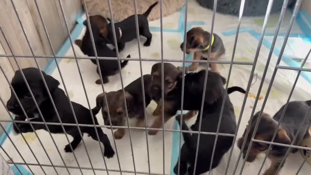 Mixed Breed dogs for sale: Border terrier x patterdale - Video 3