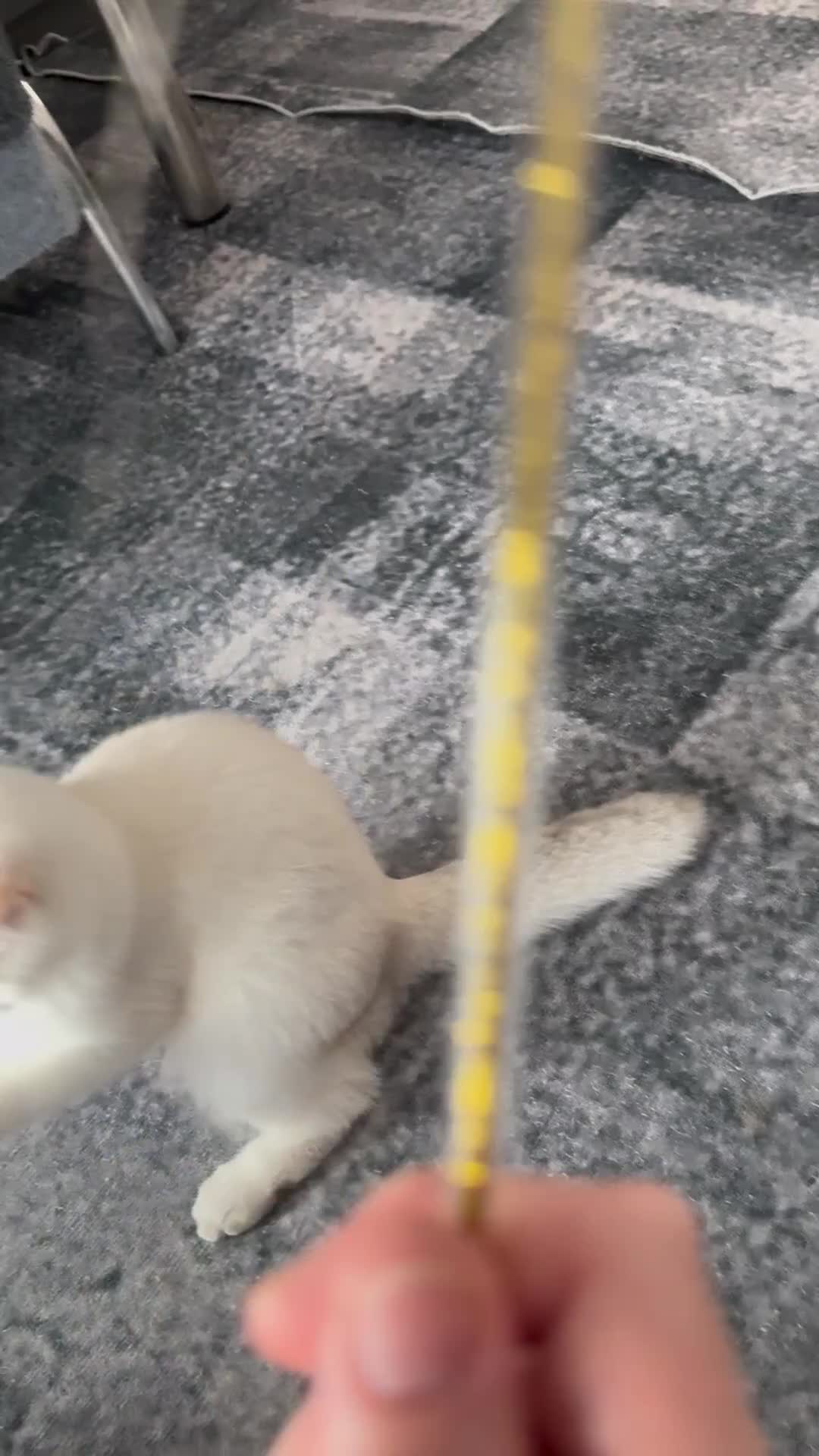 Scottish Fold cats for sale: Scottish Straight Chinchilla male  - Video 2