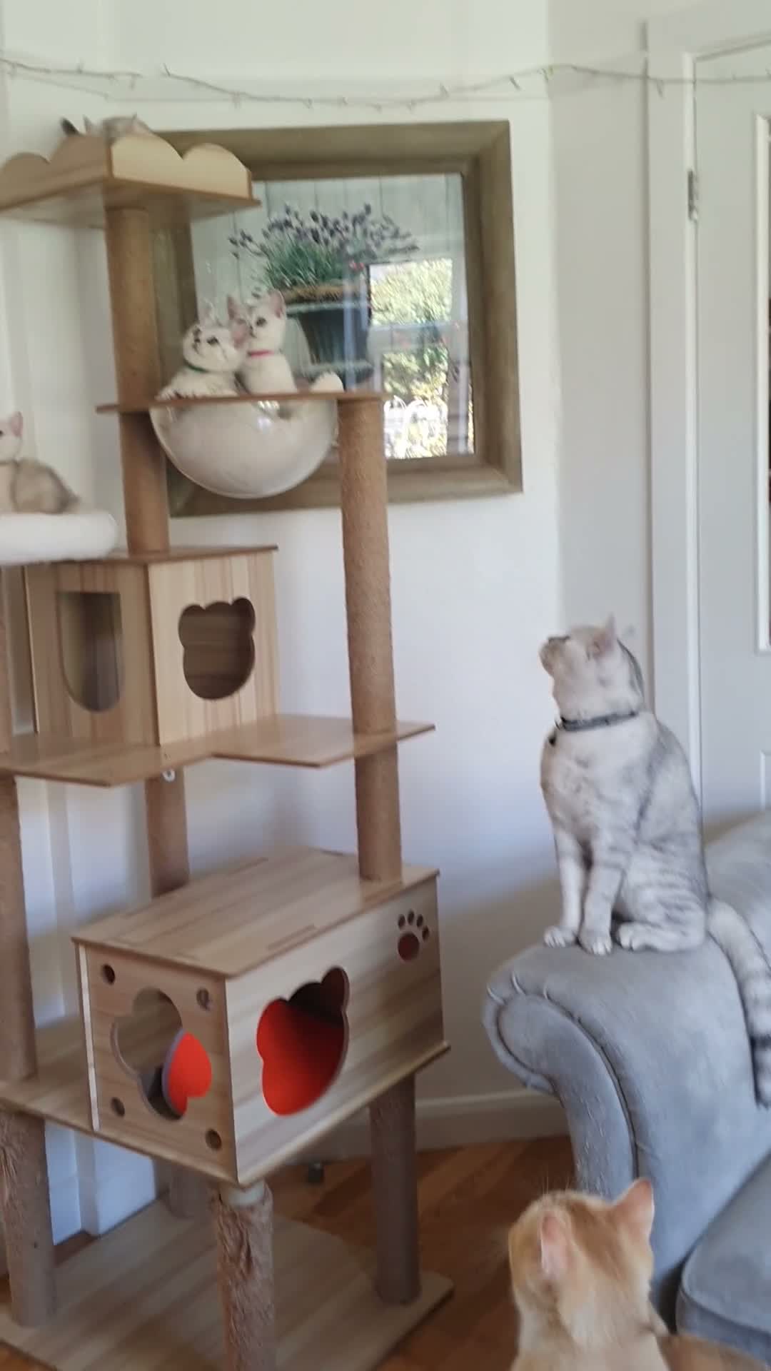 British Shorthair cats for sale: ✨British Shorthair Silver‑Shaded Chinchilla Kitten - Video 2