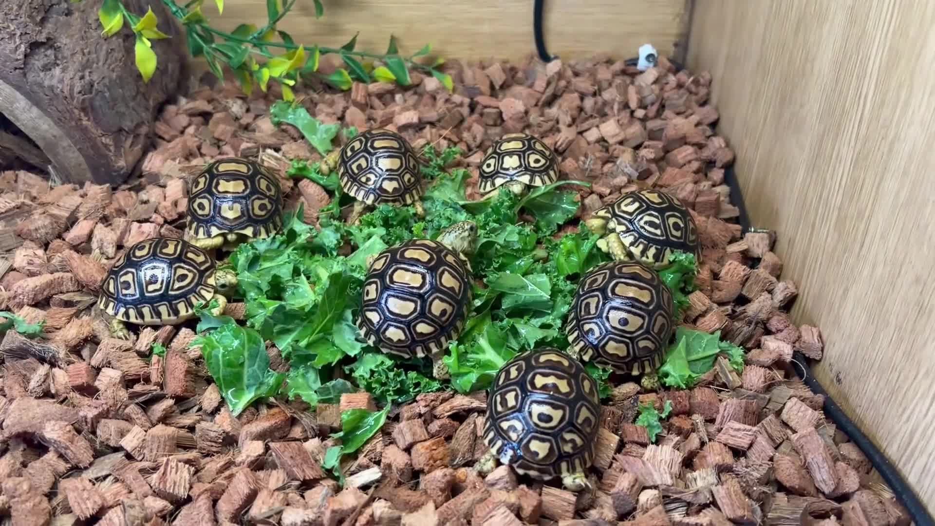 Tortoise reptiles for sale: Leopard Toises-Babies - Video 2