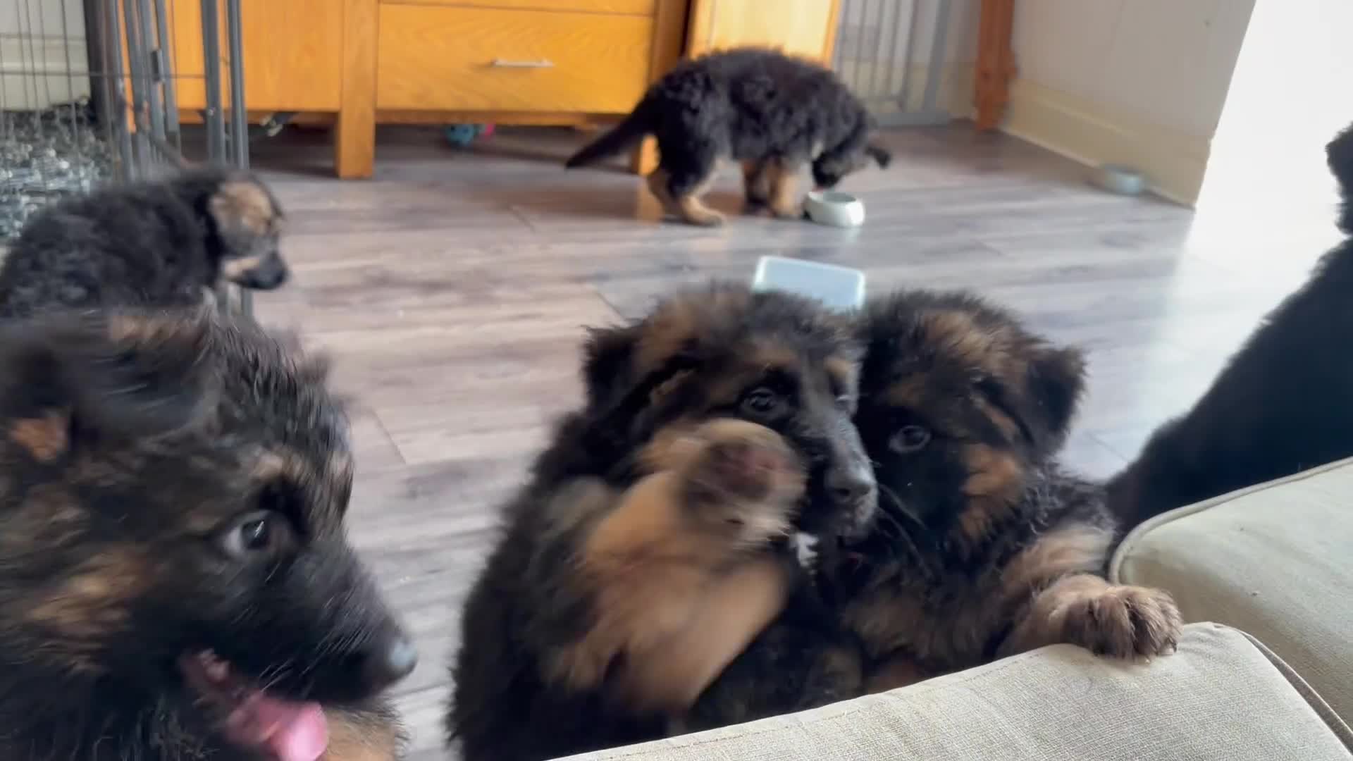 German Shepherd dogs for sale:  KC REGISTERED LONG-COAT GERMAN SHEPHERDS  - Video 1