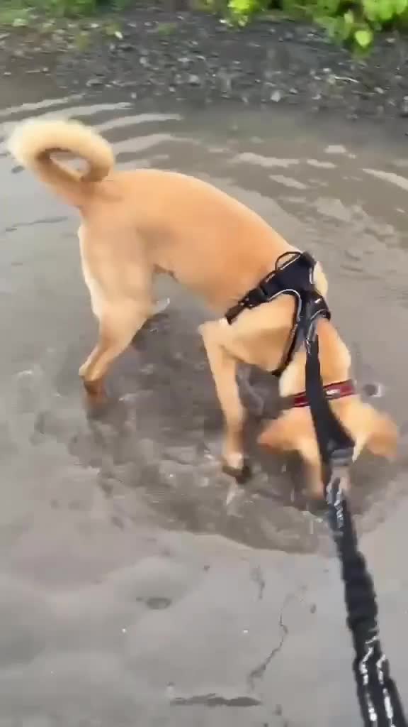 Mixed Breed dogs for adoption: Loki is looking for his forever home  in Whitley Bay - Video 3