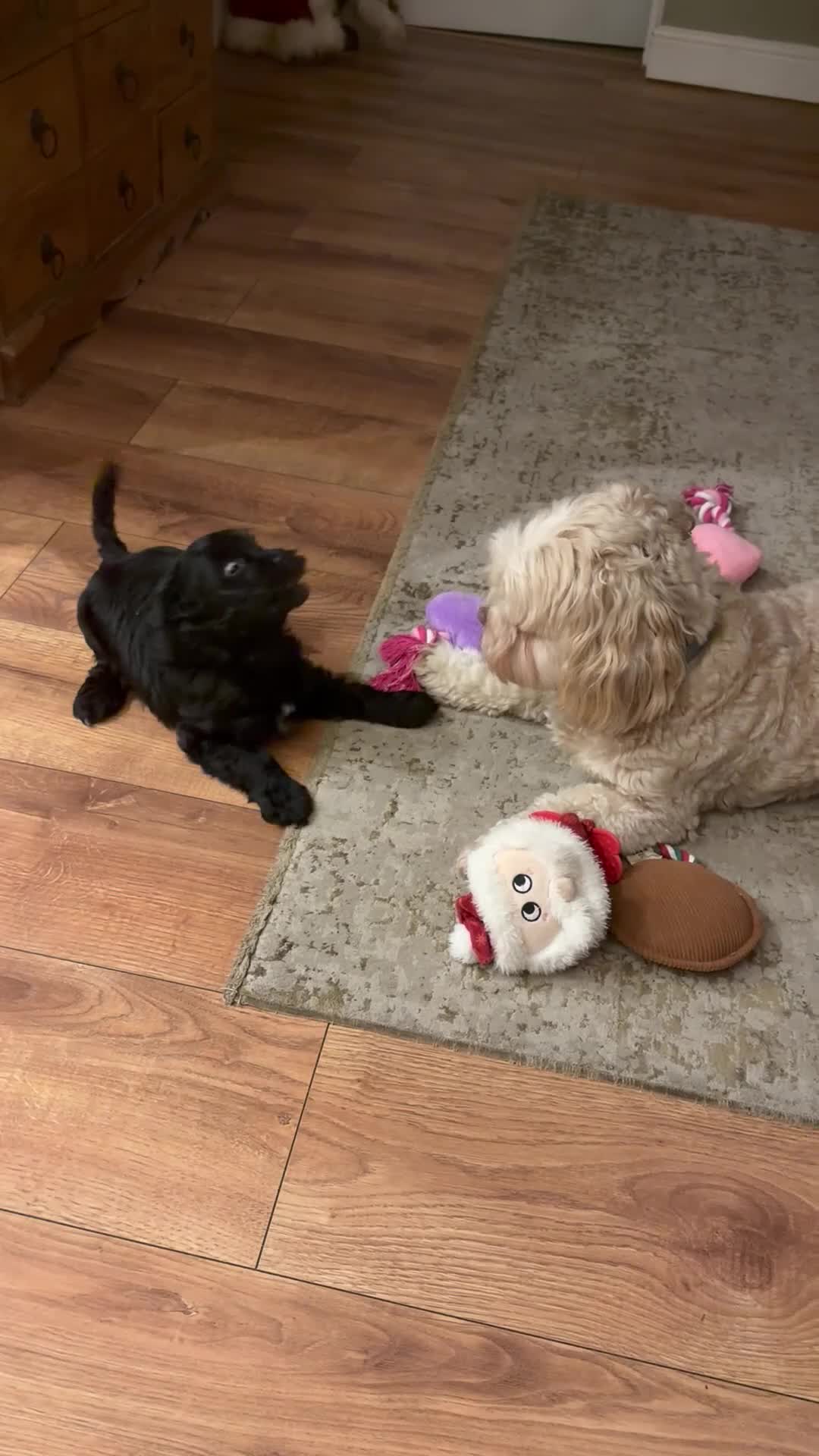 Shihpoo dogs for stud: Our Stunning Shihpoo Teddy for Stud duties in Stevenage - Video 2