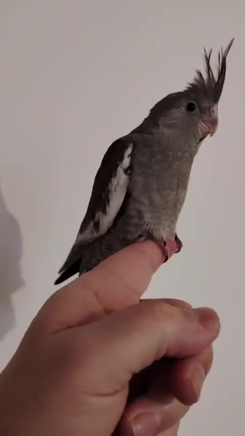 Cockatiels birds for sale: Hand reared and tame baby cockatiels - Video 1