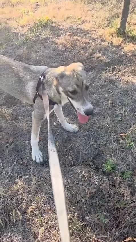 Mixed Breed dogs for adoption: ROXANA - a Sweet & young Girl - for a Loving Home - Video 2