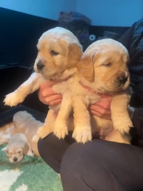 Golden Retriever dogs for sale: Golden Retriever puppies  - Video 3