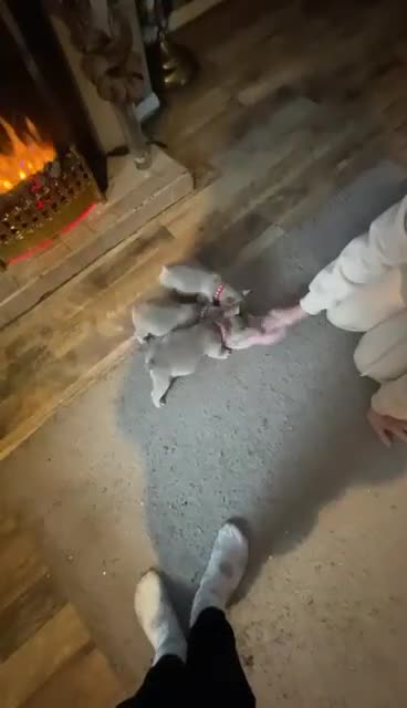 French Bulldog dogs for sale: 6 beautiful Isabella and tan  - Video 1