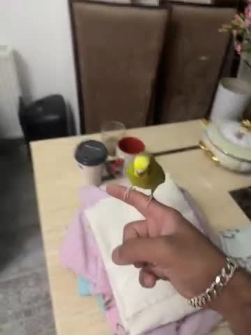 Budgerigars birds for sale: Pair budgies for sale  - Video 1