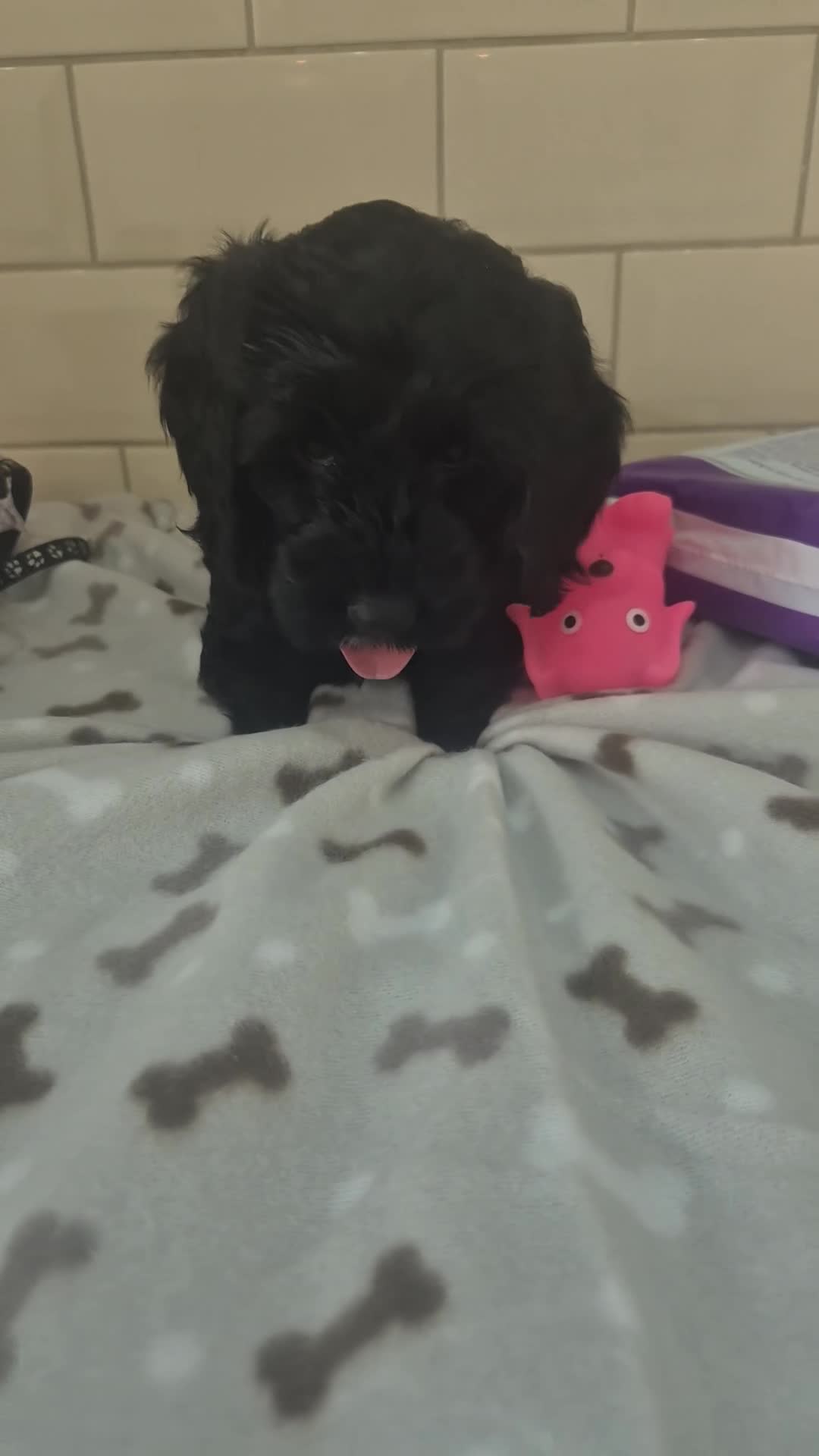 Cockapoo dogs for sale: F1 SHOW extensively health tested cockerpoo  - Video 1