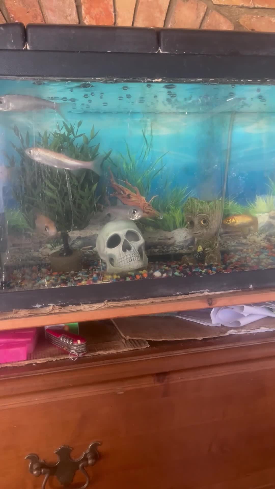 Other/Mixed Breed fish for sale: Fish tank plus fish etc - Video 1