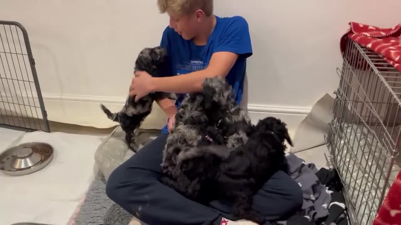 Cavapoo dogs for sale: Gorgeous Rare-Colouring Cavapoo Puppies - Video 2