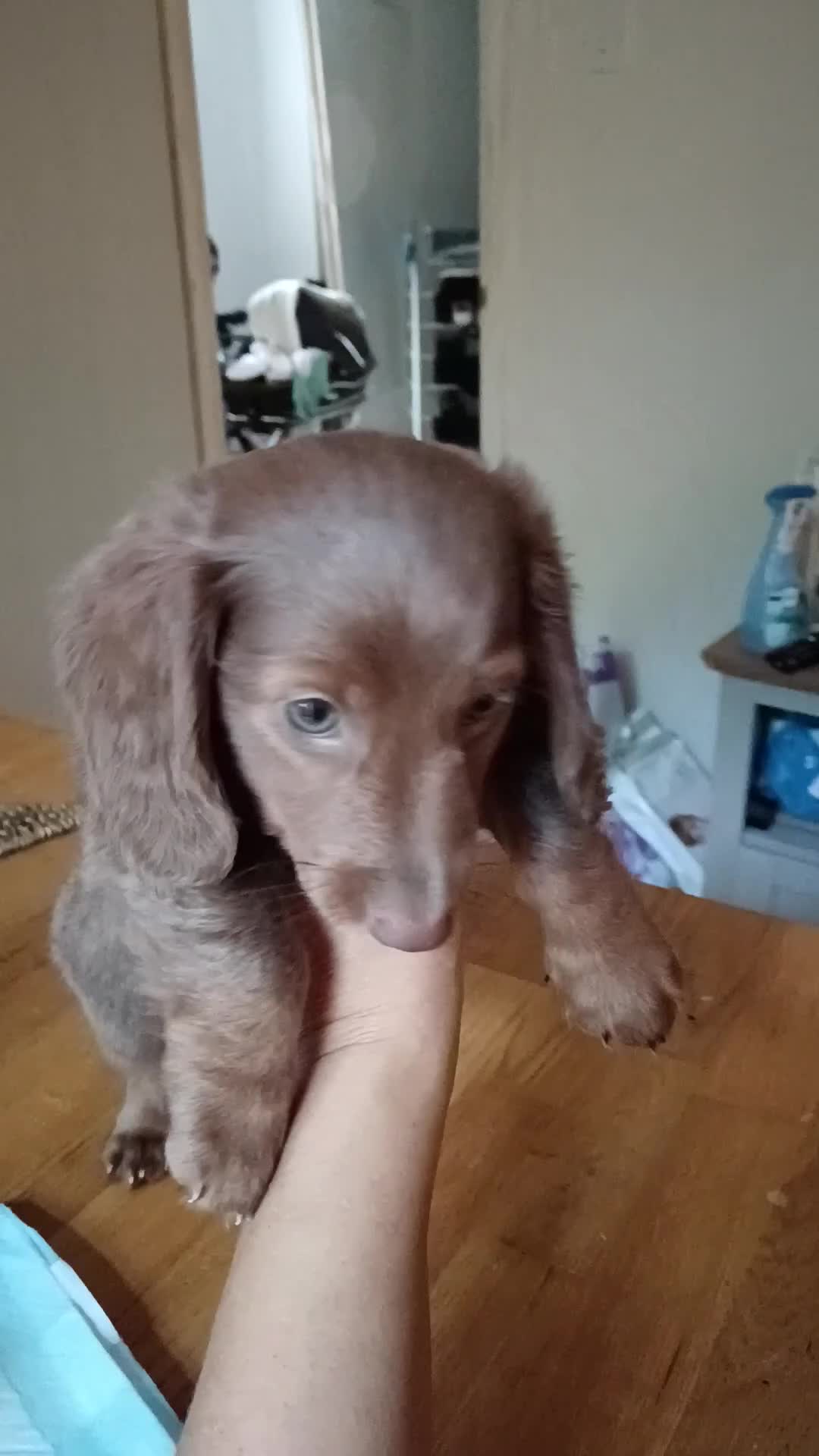Miniature Dachshund dogs for sale: Stunning Mini Dachshund*1 LH Boy & 1 SH Girl left* - Video 1