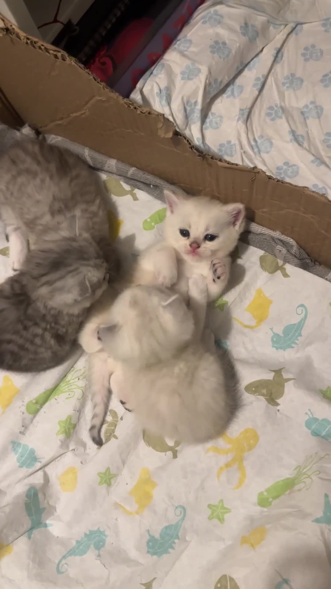 Scottish Fold cats for sale: Sweet & Playful Kittens Looking for Forever Homes in Enfield - Video 2