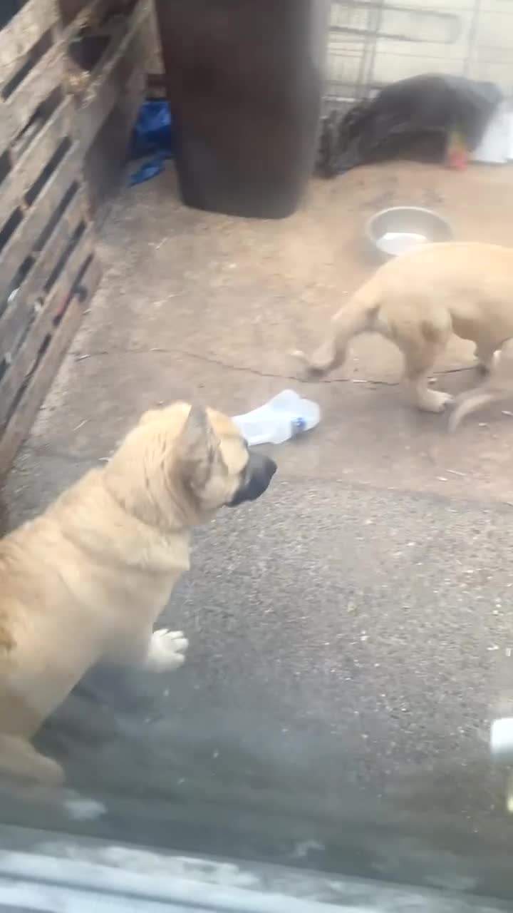 Turkish Kangal dogs for sale: 2 females  - Video 1
