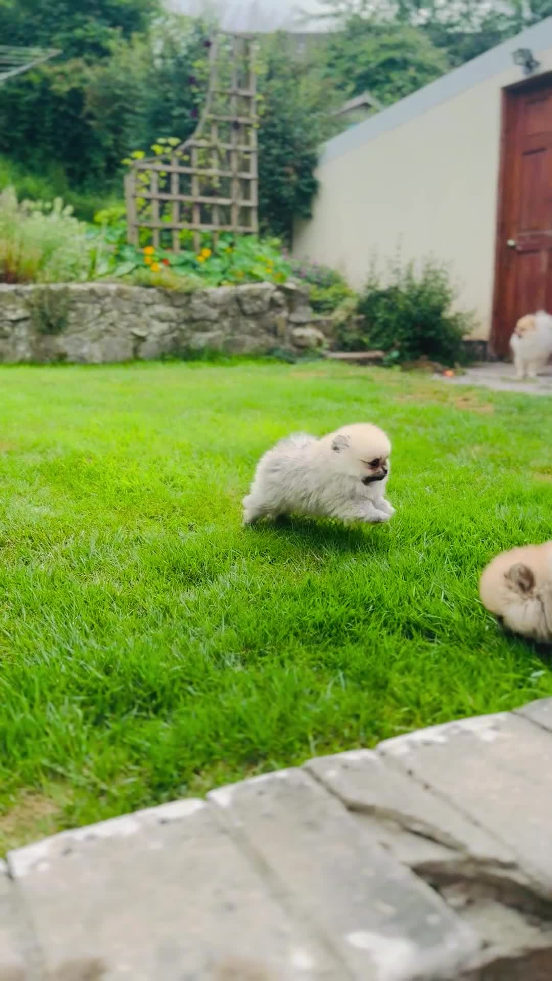 Pomeranian dogs for sale: *READY NOW!* 2 Beautiful Pomeranian Puppies - Video 2