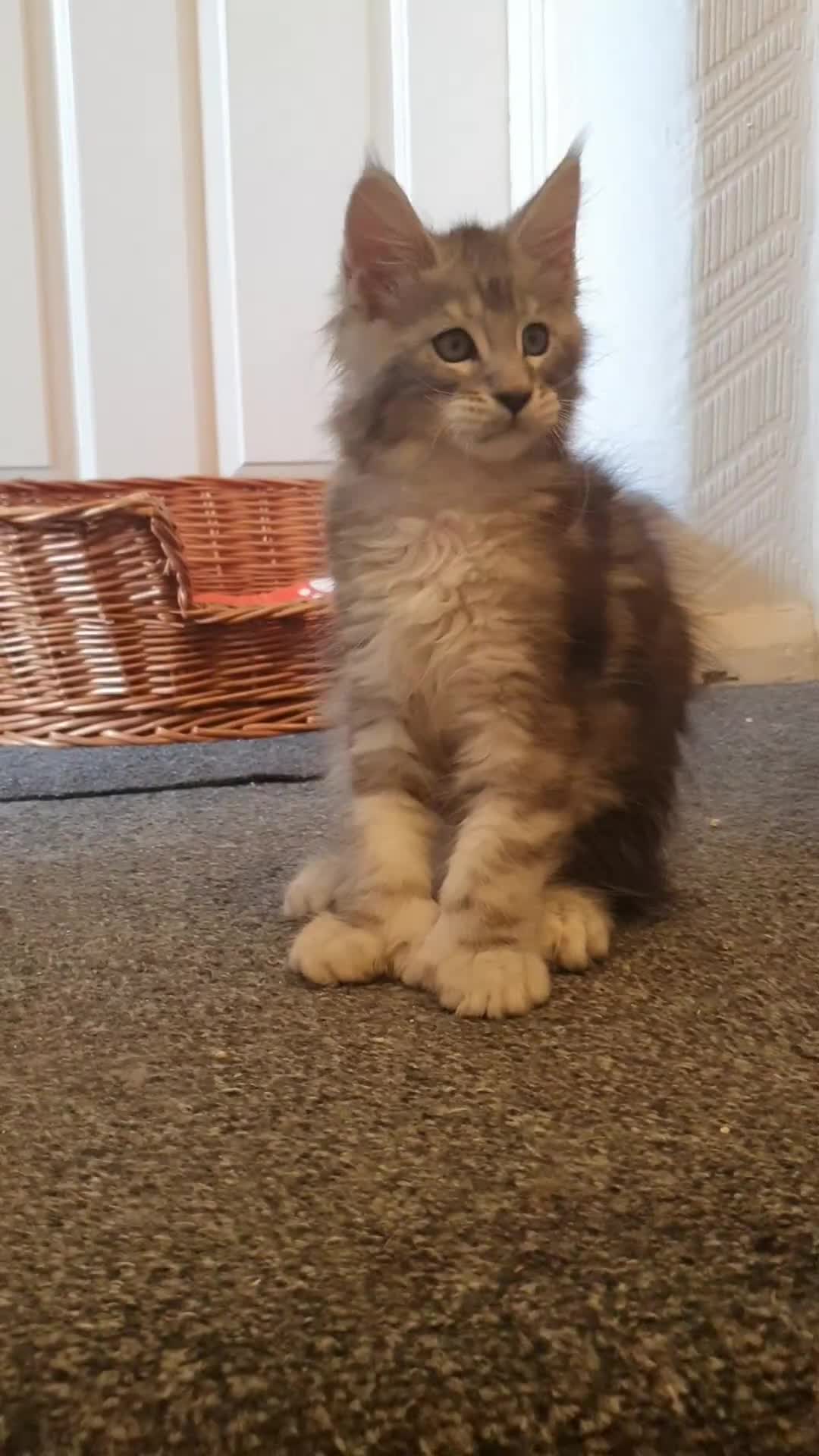 Maine Coon cats for sale: pure reg maine coon kittens - Video 5