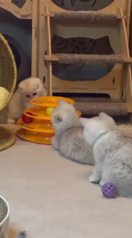 Scottish Fold cats for sale: Beautiful TICA-Registered Scottish Fold Kittens - Video 2