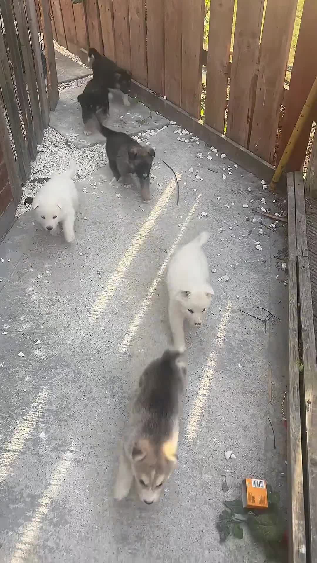 Utonagan dogs for sale: Husky x Alaskan malamute  - Video 1
