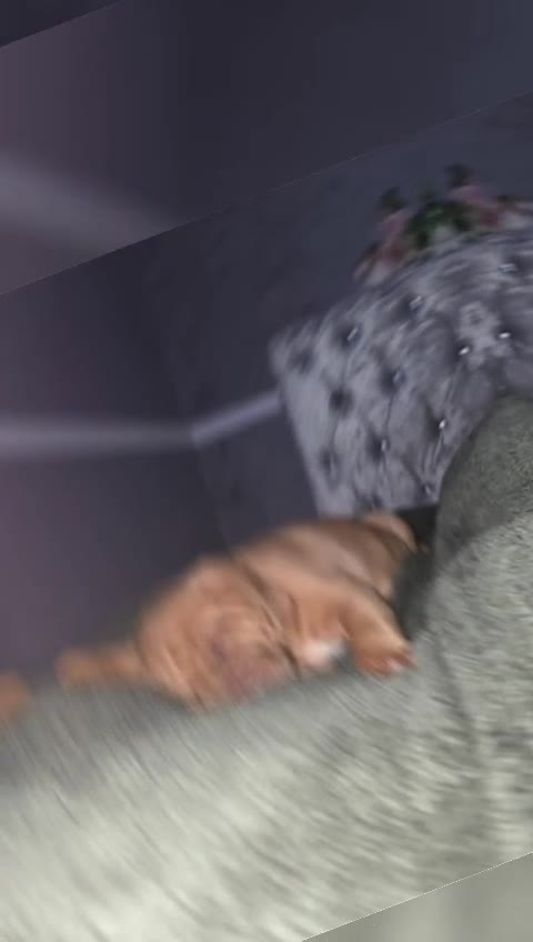 Dogue De Bordeaux dogs for sale: KC Dogue De Bordeaux Female pup - Video 1