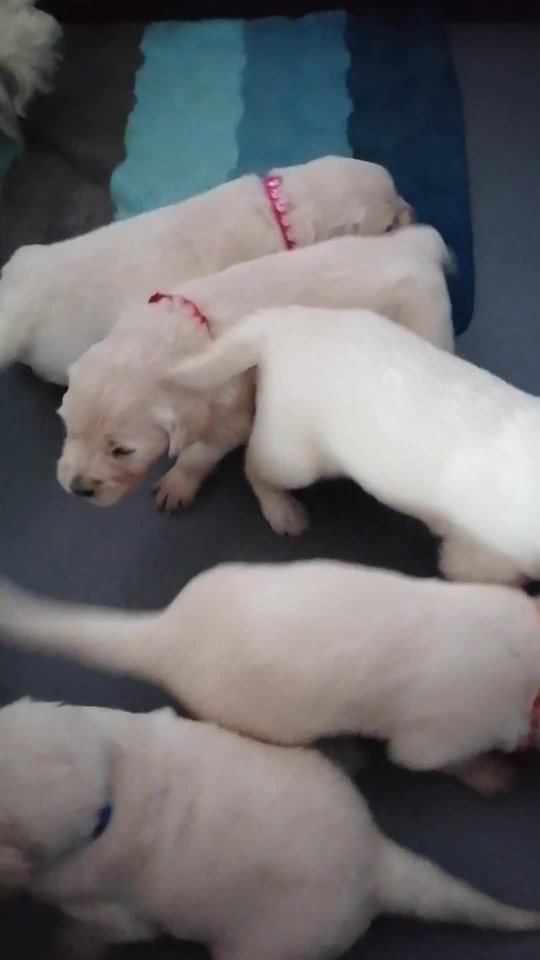 Golden Retriever dogs for sale: Championship line KC Golden Retriever puppies - Video 1