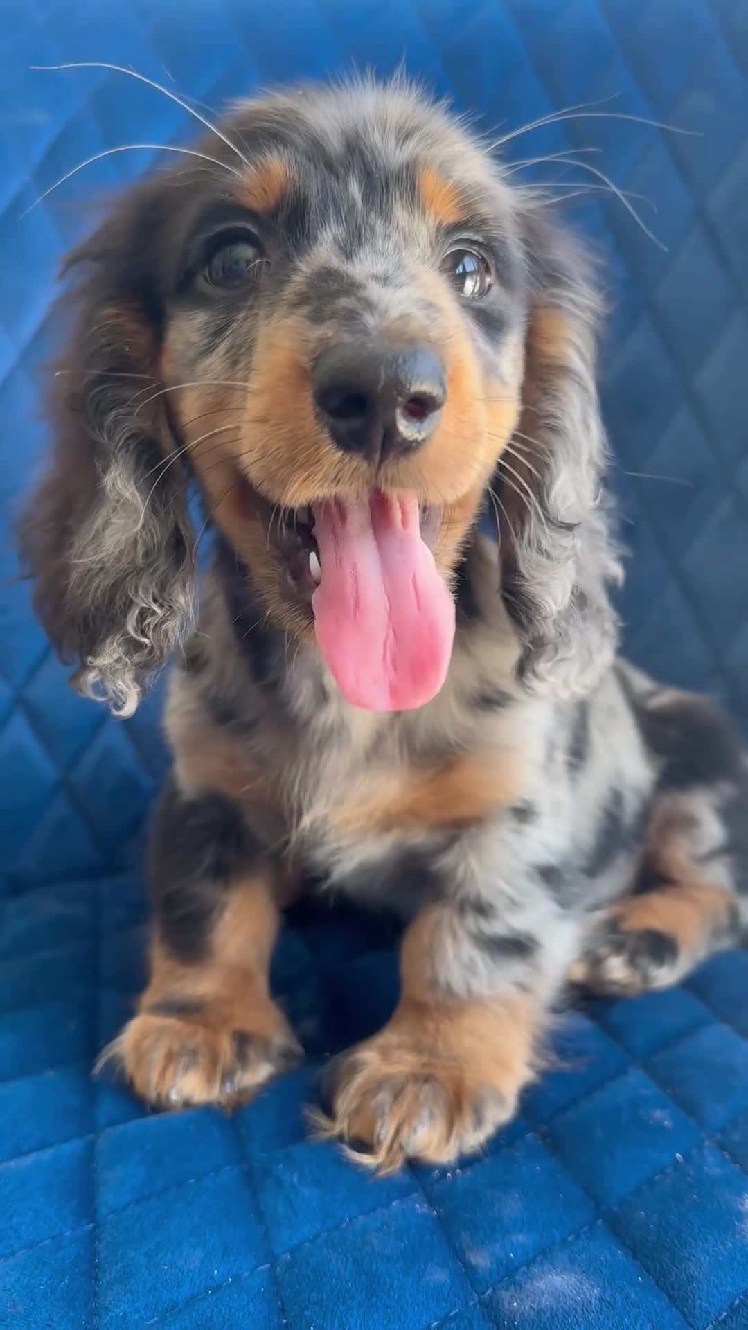 Miniature Dachshund dogs for sale: ✨👑MINI LONG HAIRED DACHSHUND👑✨KC ✨HEALTH TESTED  - Video 2