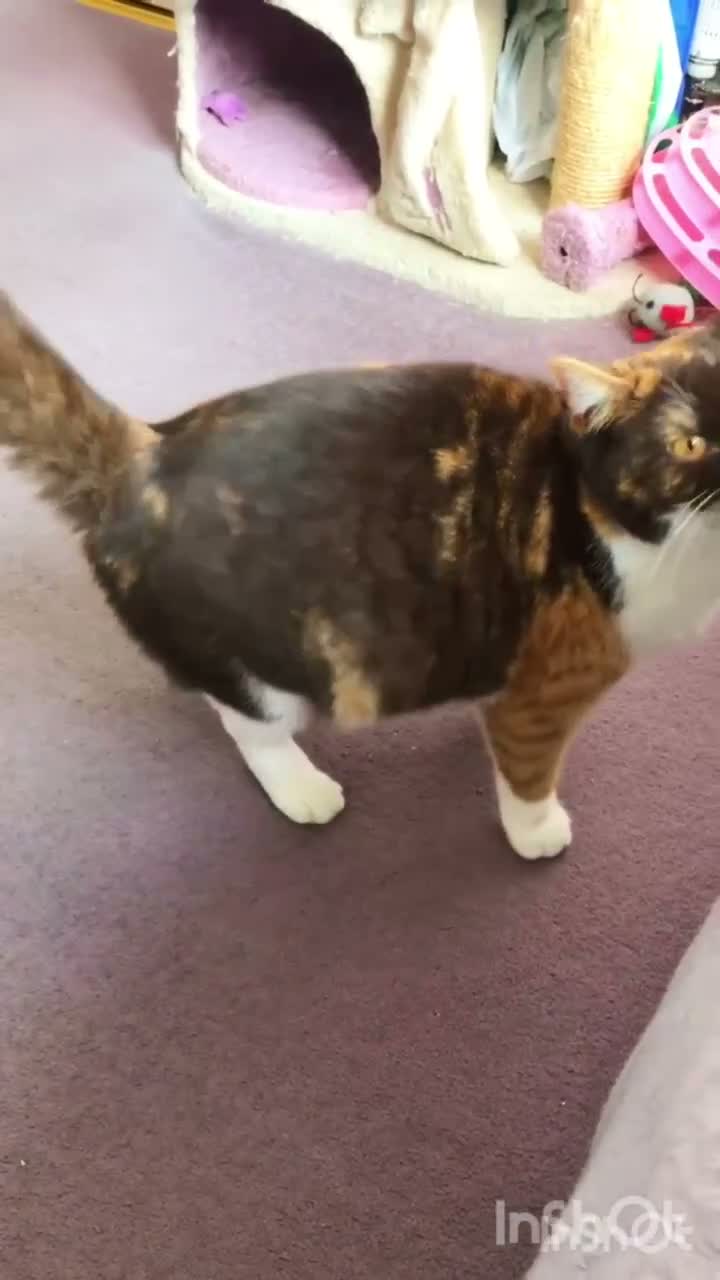 British Shorthair cats for sale: Beautiful British Shorthair Retired Queen Rehome - Video 1