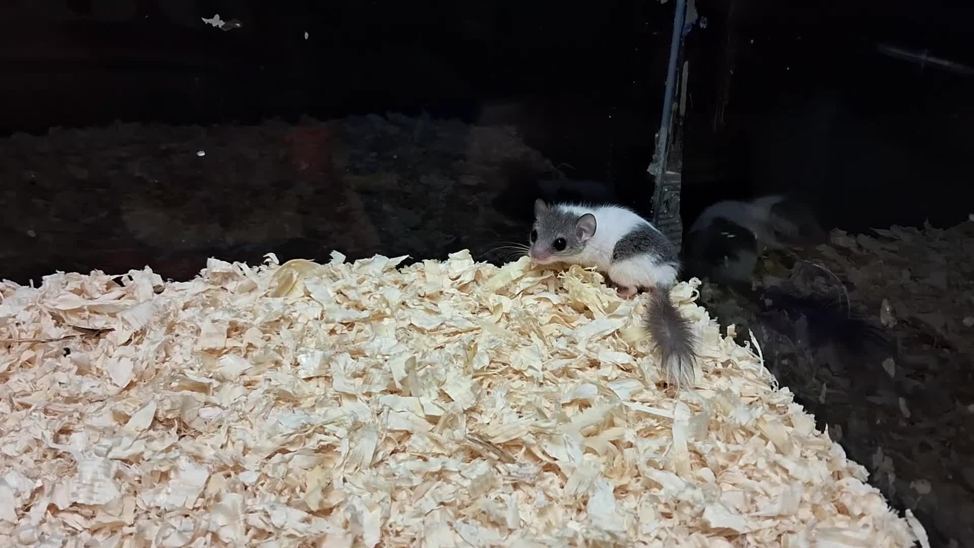 Mouse rodents for sale: Pied African Pygmy Door Mouse   - Video 1