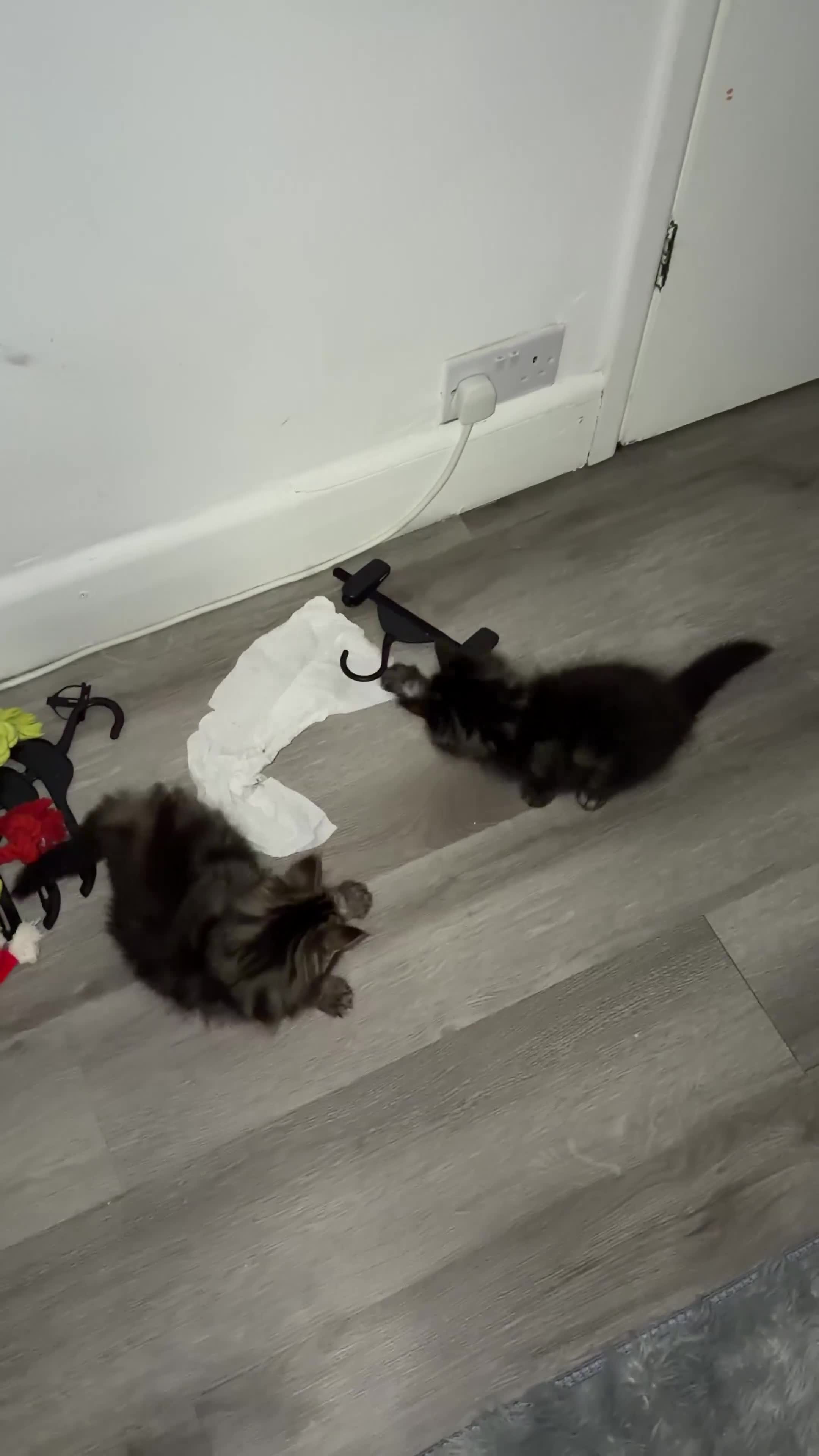 Mixed Breed cats for sale: Mixed-Breed Kittens.Ready for Their New Family - Video 3