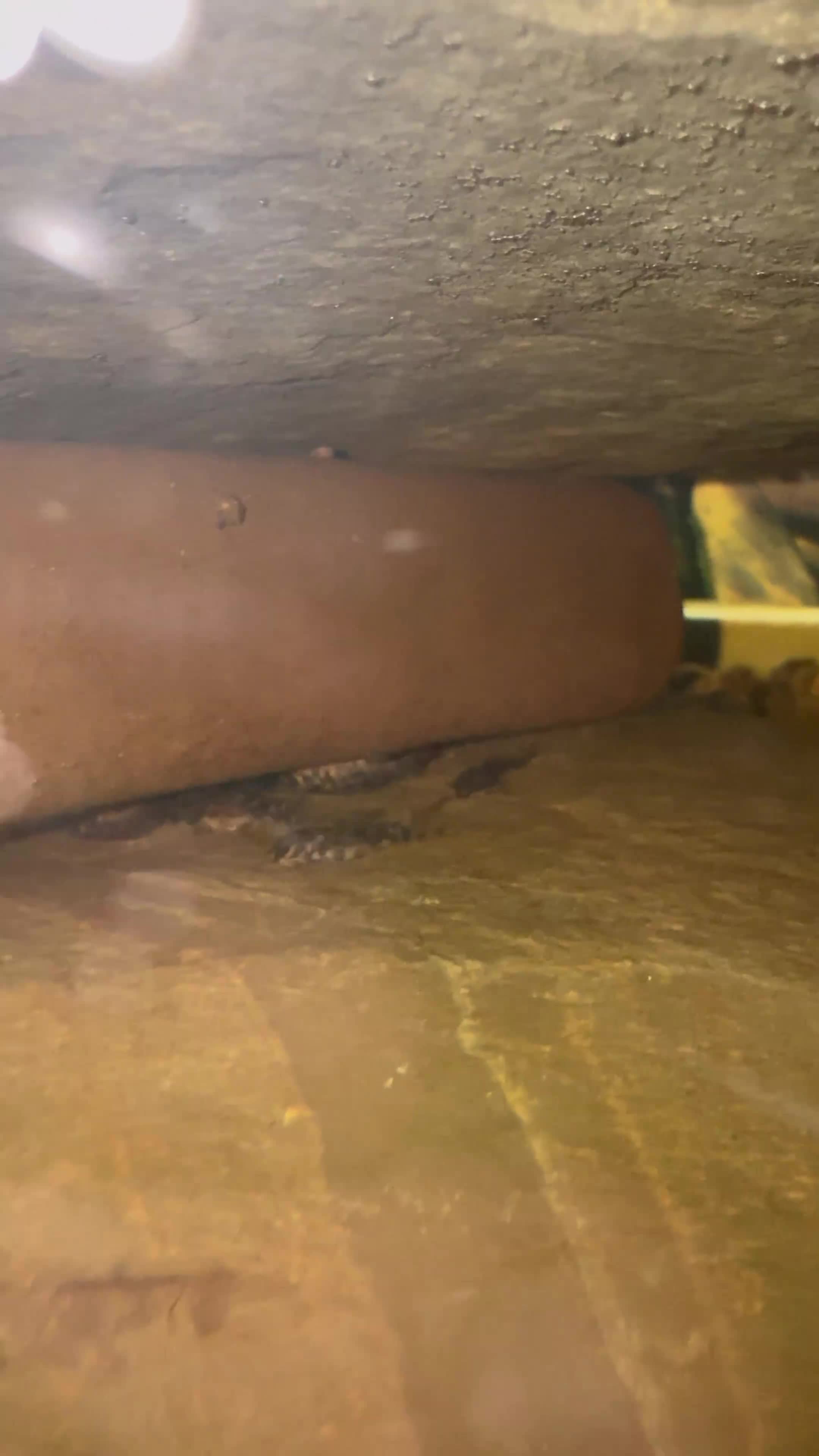 Plecos fish for sale: X6 Breeding Group of L333 Plecos in Warrington - Video 1