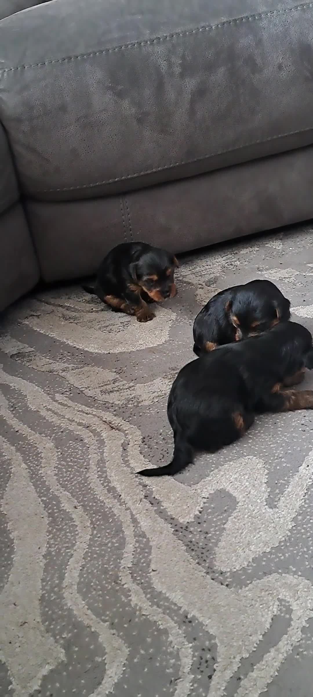 Yorkshire Terrier dogs for sale: 3 beautiful yorkshire terrier puppies  - Video 1