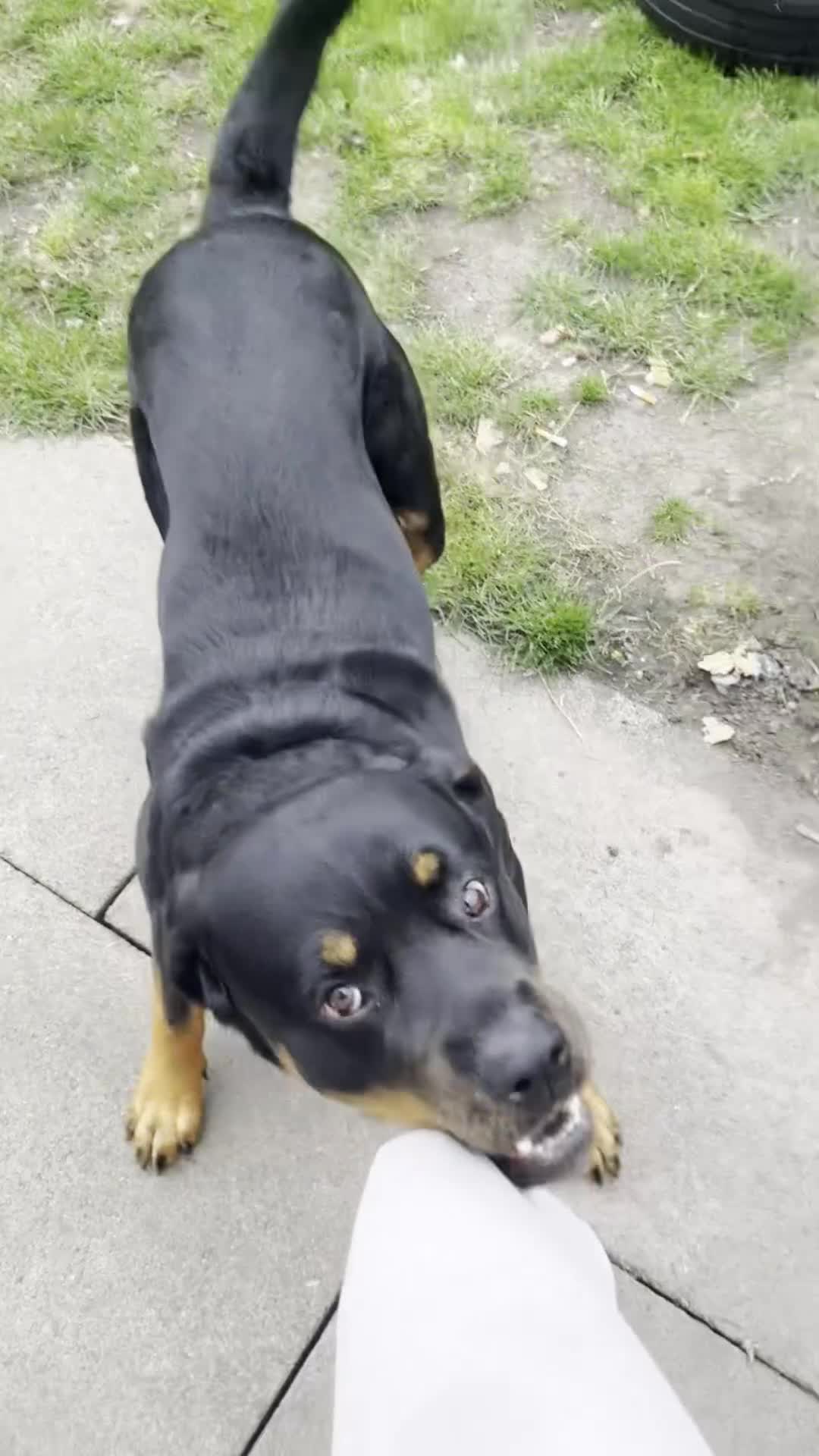 Rottweiler dogs for stud: Beautiful Bernie  - Video 2