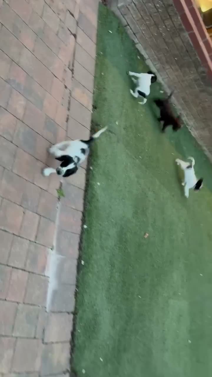 Cockapoo dogs for sale: ⭐ READY NOW ⭐ 2 LEFT! Beautiful Cockapoo puppies.  - Video 1