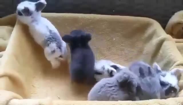 Mini Lop rabbits for sale: MINI LOP BUNNIES - PEDIGREE  - Video 3