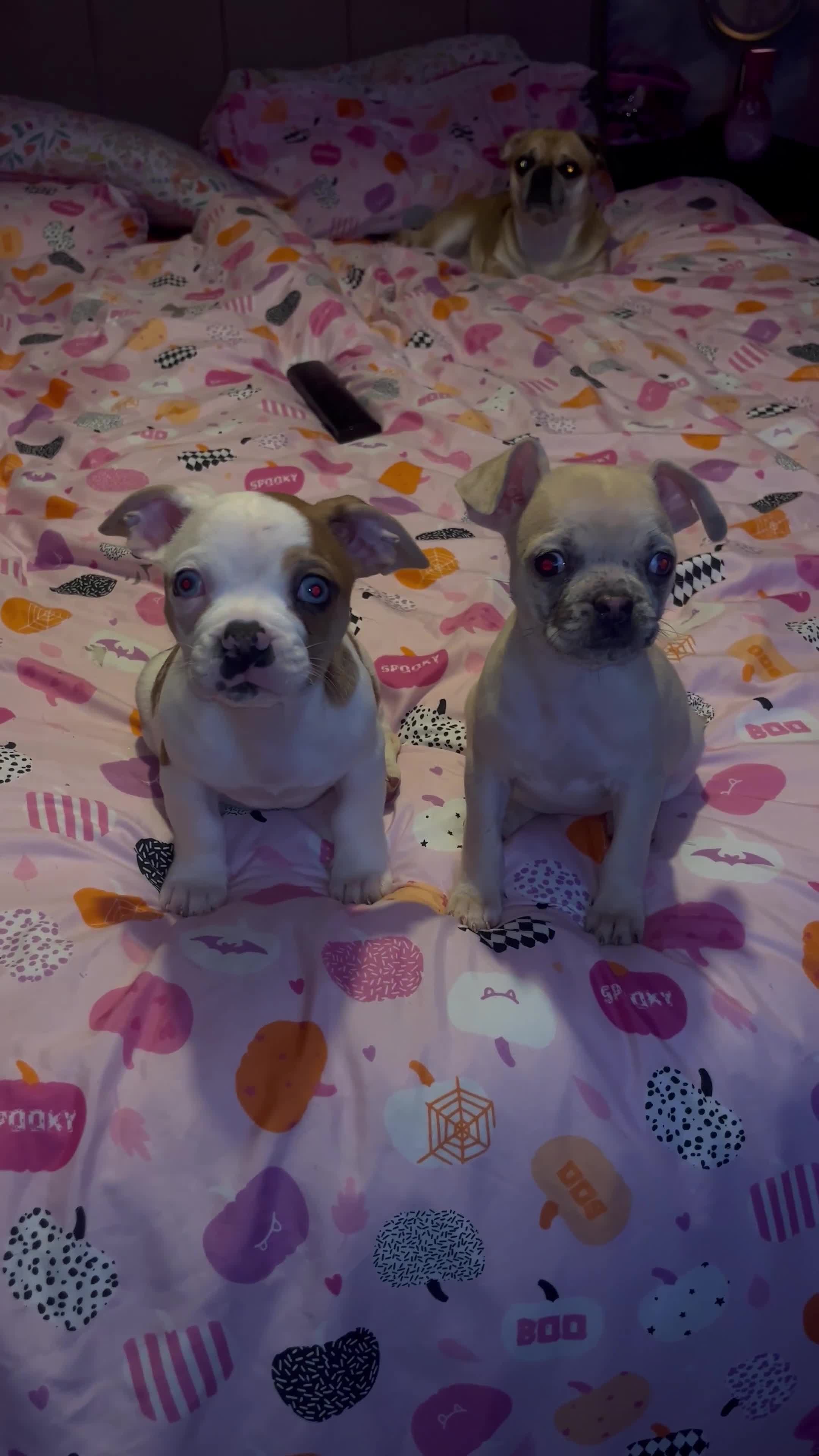 Mixed Breed dogs for sale: MERLE FRUGS  - Video 1