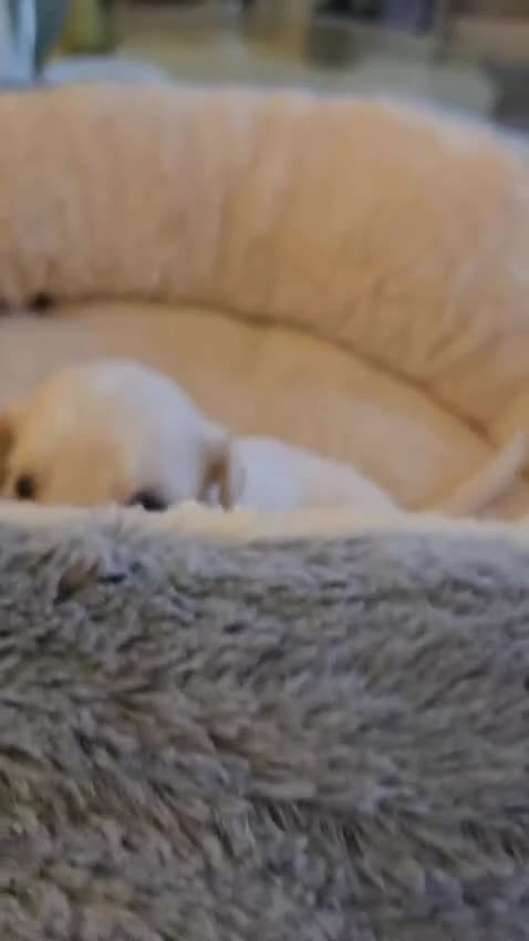 Mixed Breed dogs for sale: Golden Retriever X Cockapoo puppies - Video 1