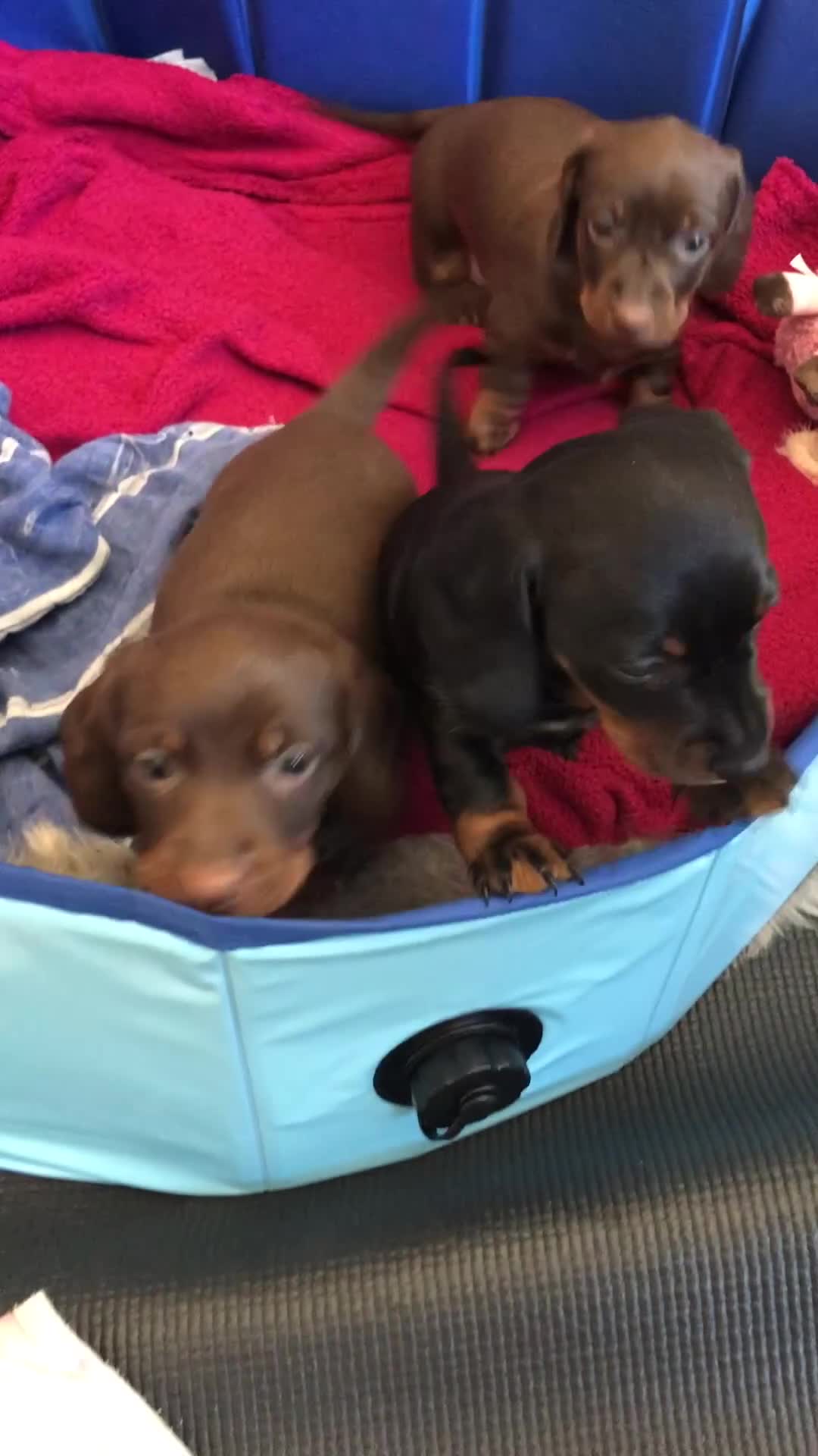 Miniature Dachshund dogs for sale: Miniature Dachshunds for sale - Video 2