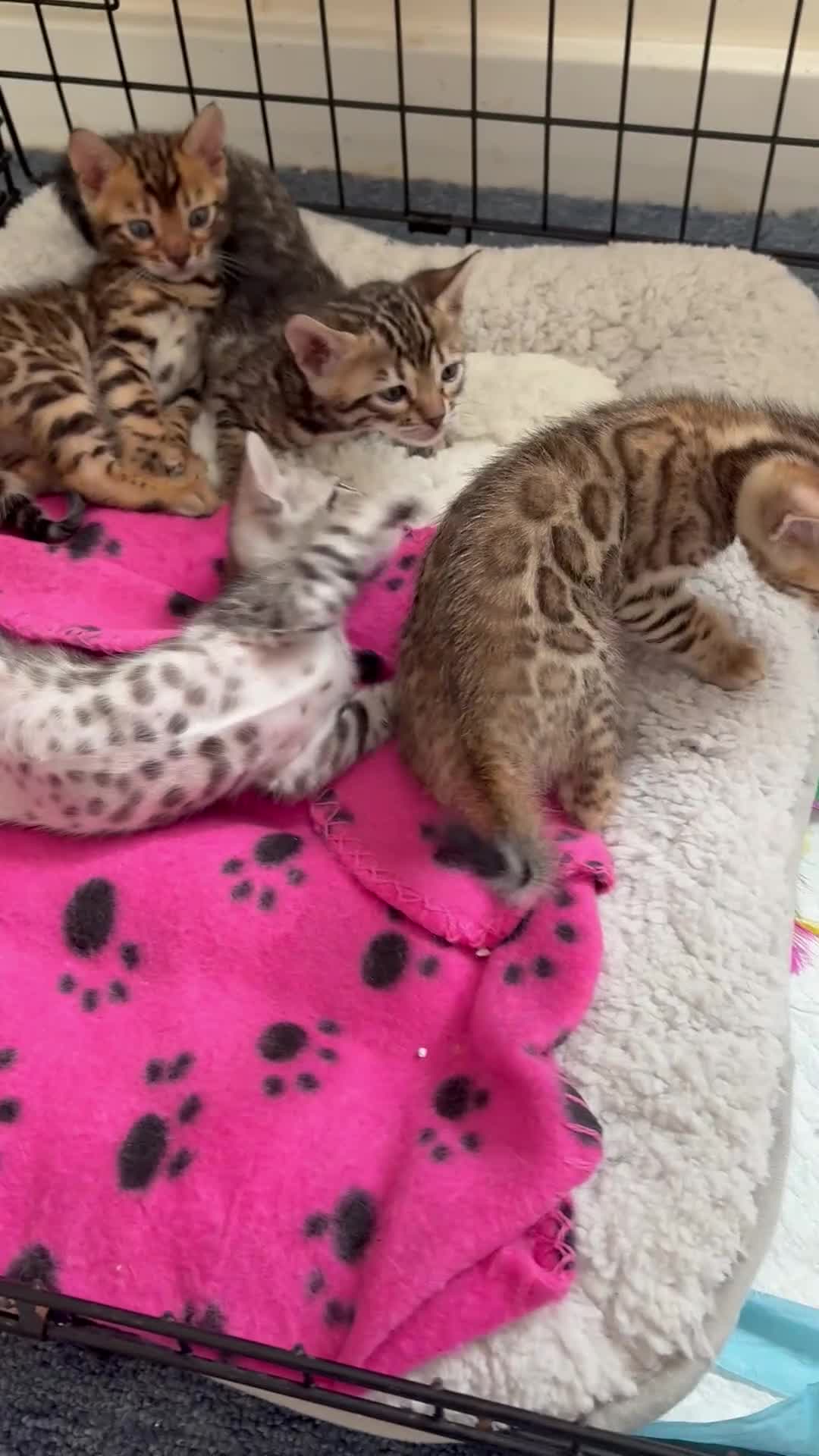 Bengal cats for sale: 😍3 Beautiful Bouncy Bengals Need A Home 😍 - Video 1