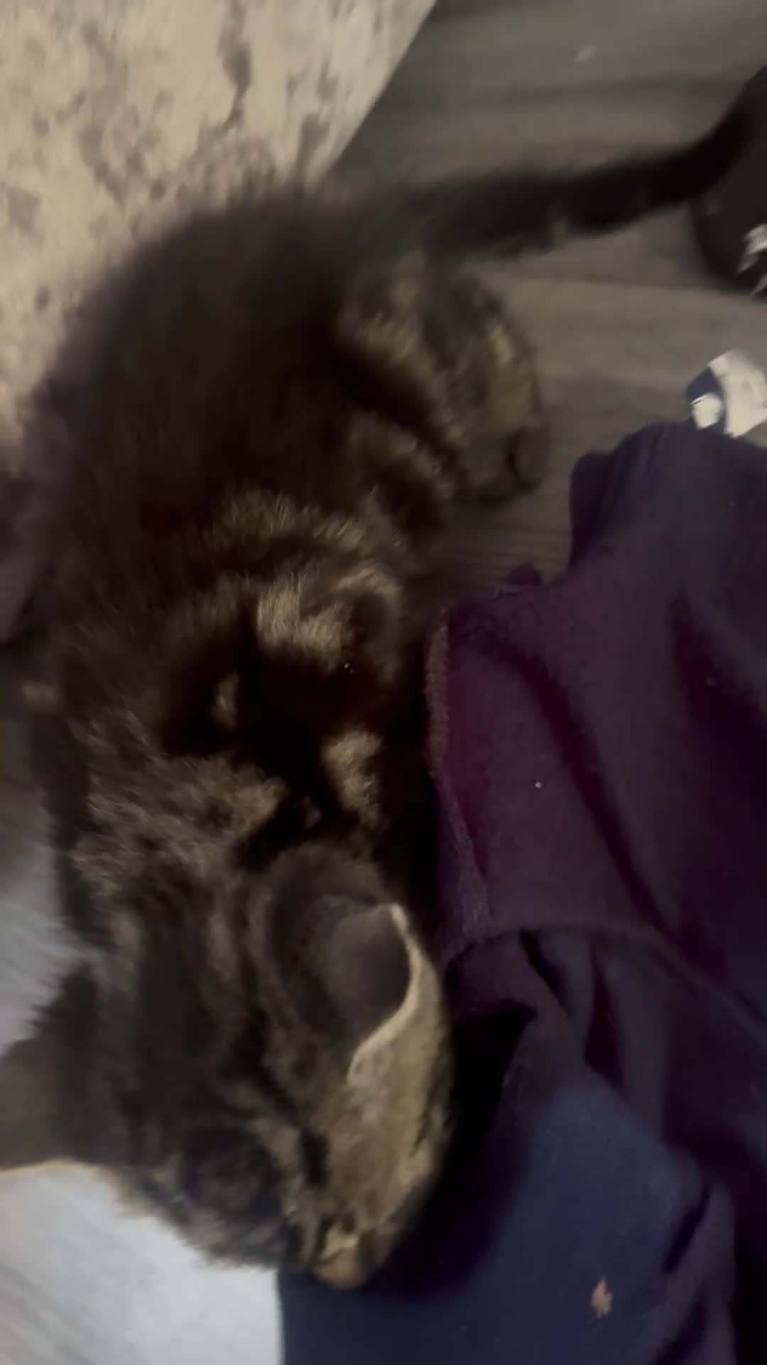 British Longhair cats for sale: two fluffy tabby’s🥹 - Video 3