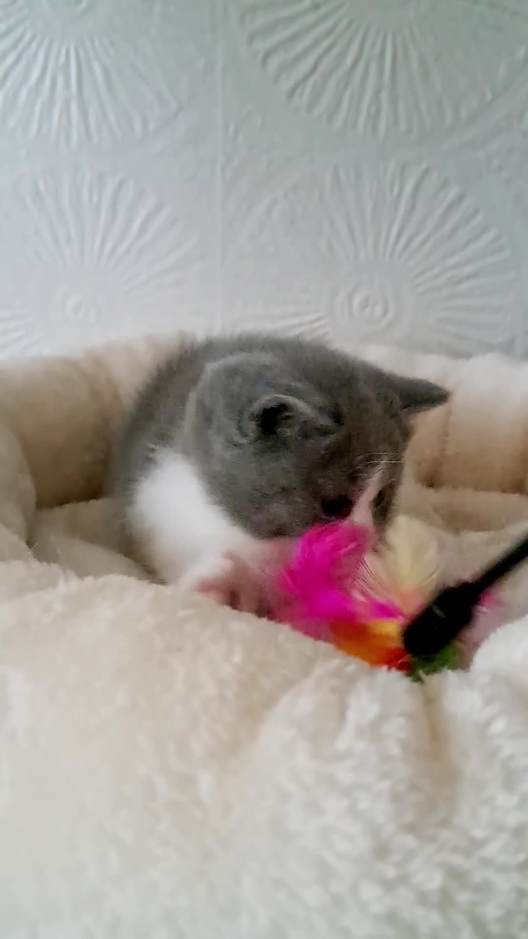 British Shorthair cats for sale: British Shorthair Males & Females in Leicester - Video 1