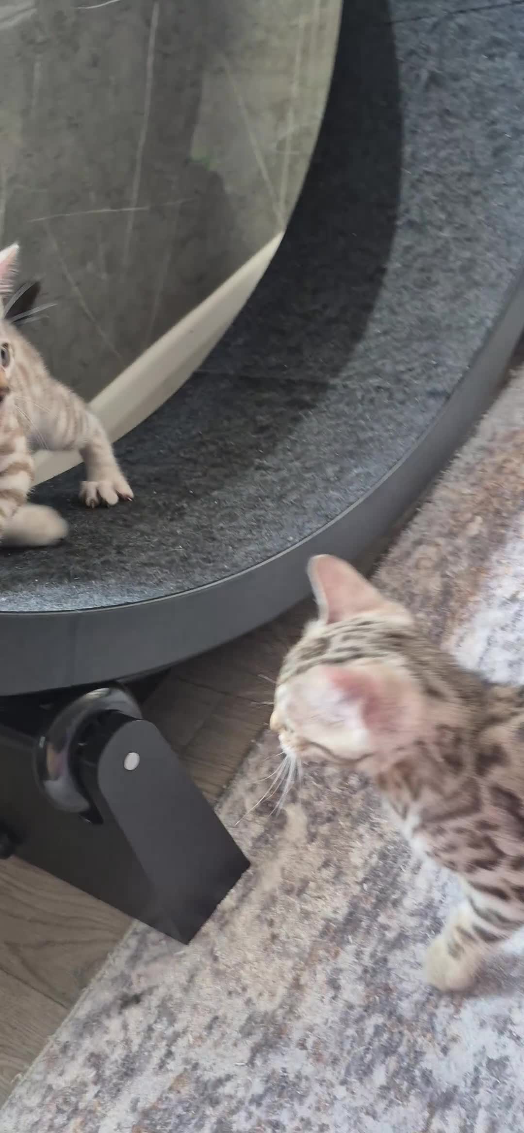 Bengal cats for sale: Last kitten left!! Seal Silver Mink Bengal Kitten - Video 1