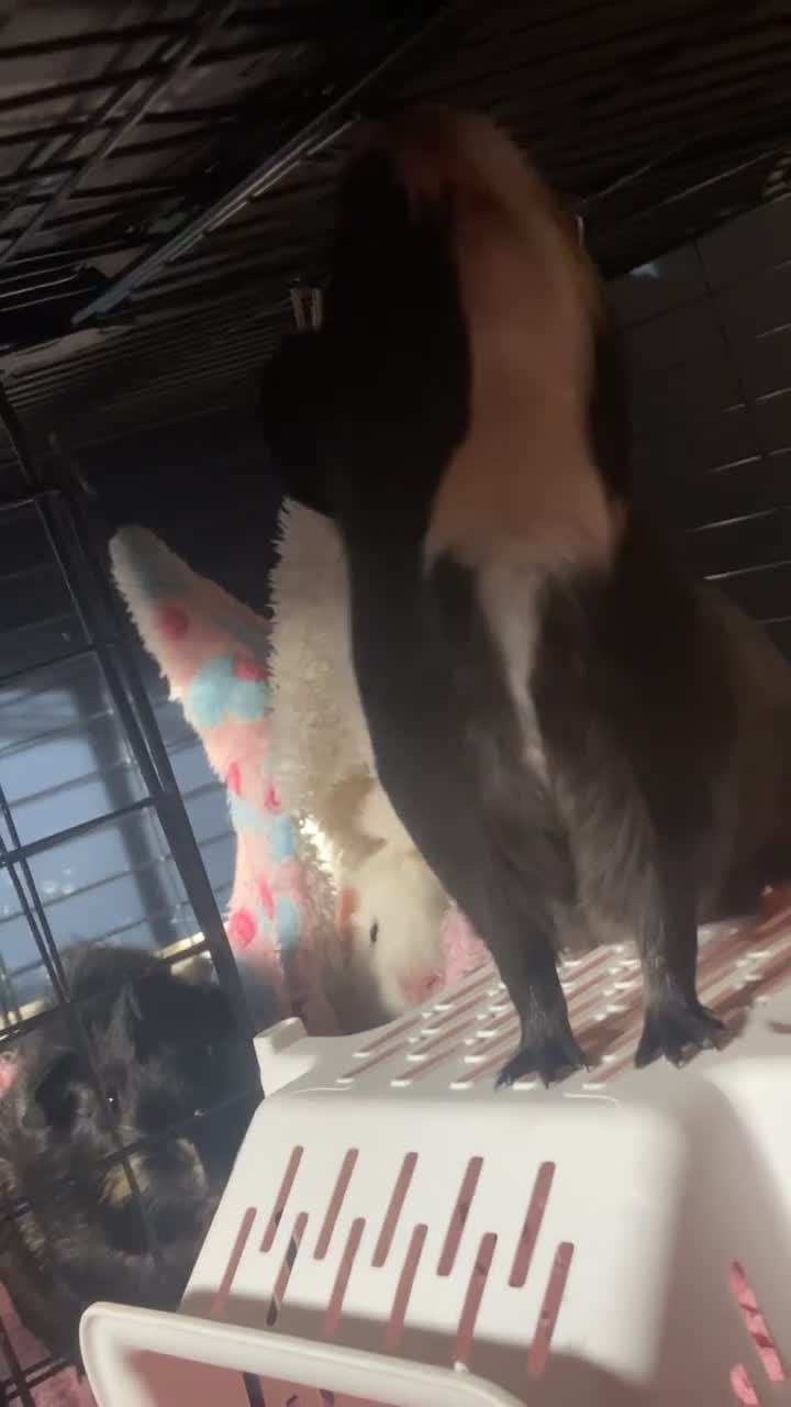 Guinea Pig rodents for sale: Three female guinea pigs  - Video 1