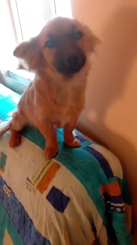 Mixed Breed dogs for adoption: 🐾💛SISSY, The Tiny Survivor with a Huge Heart💛🐾 - Video 3